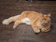 2 Maine Coon Cats for rehoming
