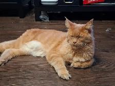 2 Maine Coon Cats for rehoming - Photo 2