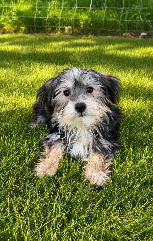 Beautiful Morkie Puppies