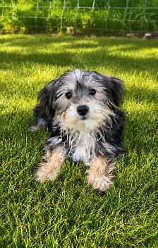 Beautiful Morkie Puppies