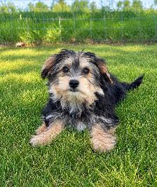Beautiful Morkie Puppies - Photo 2