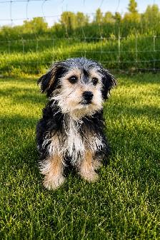 Beautiful Morkie Puppies - Photo 3