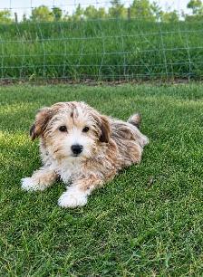 Beautiful Morkie Puppies - Photo 4