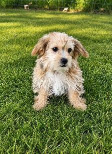 Beautiful Morkie Puppies - Photo 5