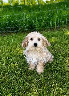 Beautiful Morkie Puppies - Photo 6