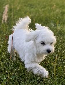 Beautiful Morkie Puppies - Photo 7