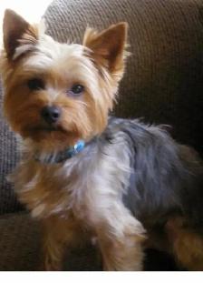 Beautiful Morkie Puppies - Photo 8