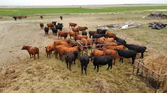 bread heifers for sale red and black angus.