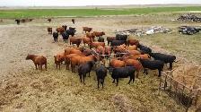 bread heifers for sale red and black angus.