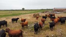 bread heifers for sale red and black angus. - Photo 2