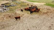 bread heifers for sale red and black angus. - Photo 3