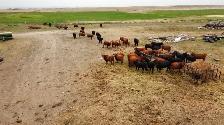 bread heifers for sale red and black angus. - Photo 4