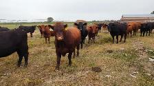 bread heifers for sale red and black angus. - Photo 5