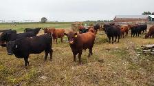 bread heifers for sale red and black angus. - Photo 6