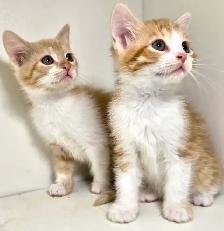 Tabby Kittens! - Photo 3