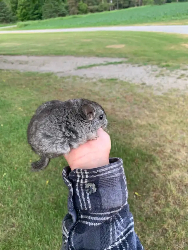 chinchilla