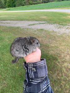 chinchilla