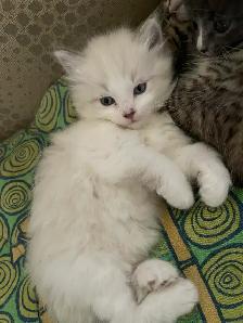 kittens for rehoming