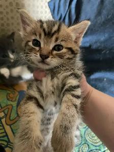 kittens for rehoming - Photo 2