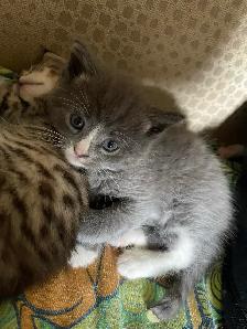 kittens for rehoming - Photo 3