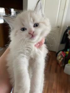 kittens for rehoming - Photo 4