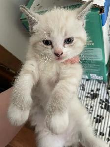 kittens for rehoming - Photo 5