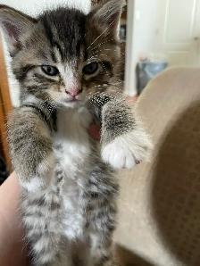 kittens for rehoming - Photo 6