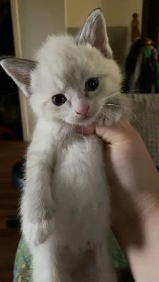 kittens for rehoming - Photo 7