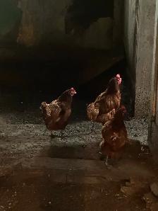 Laying hens