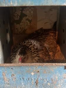 Laying hens - Photo 2