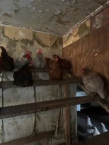 Laying hens - Photo 3