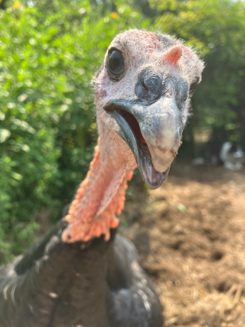 Young TomTurkeys