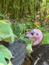 Young TomTurkeys - Photo 2