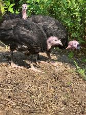 Young TomTurkeys - Photo 3