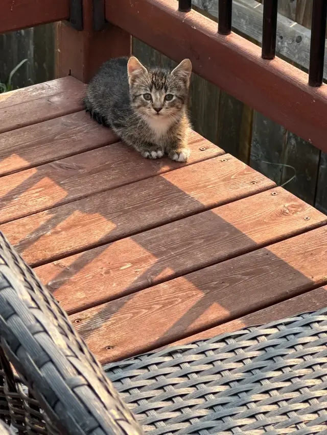 11 weeks old