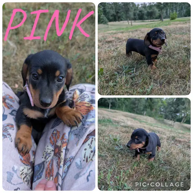 Dachshund Puppies Ready For New Home!