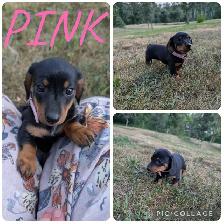 Dachshund Puppies Ready For New Home!
