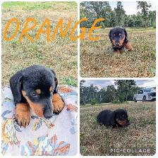 Dachshund Puppies Ready For New Home! - Photo 2