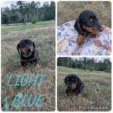 Dachshund Puppies Ready For New Home! - Photo 3