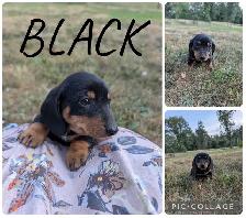 Dachshund Puppies Ready For New Home! - Photo 4