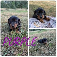 Dachshund Puppies Ready For New Home! - Photo 5