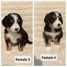 Bernedoodles Tricoloured Phantom! - Photo 2