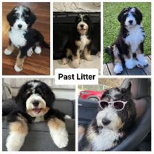 Bernedoodles Tricoloured Phantom! - Photo 3