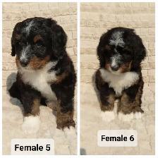 Bernedoodles Tricoloured Phantom! - Photo 4