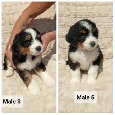 Bernedoodles Tricoloured Phantom! - Photo 6