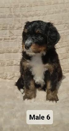 Bernedoodles Tricoloured Phantom! - Photo 7
