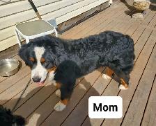Bernedoodles Tricoloured Phantom! - Photo 8