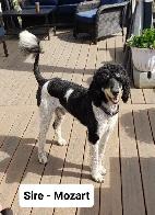 Bernedoodles Tricoloured Phantom! - Photo 9
