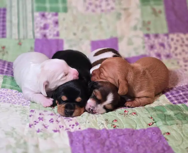 Beautiful Miniature Dachshund Puppies