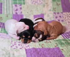 Beautiful Miniature Dachshund Puppies